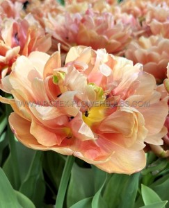 Tulipa Double Late ‘Copper Image‘ 12/+ cm. (100 Loose p.Binbox) Tulipa Double Late ‘Copper Image‘ 12/+ cm. (100 Loose p.Binbox)