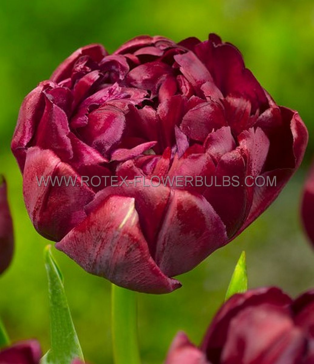 tulipa double late cranberry kiss 12 cm 15 pkgsx 6