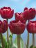 tulipa double late cranberry kiss 12 cm 15 pkgsx 6
