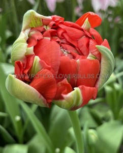 Tulipa Double Late ‘Gudoshnik Double‘ 12/+ cm. (100 Loose p.Binbox) Tulipa Double Late ‘Gudoshnik Double‘ 12/+ cm. (100 Loose p.Binbox)
