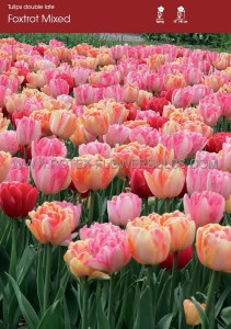 Tulipa Double Late ‘Foxtrot Mix‘ 12/+ cm. (100 Loose p.Binbox) Tulipa Double Late ‘Foxtrot Mix‘ 12/+ cm. (100 Loose p.Binbox)