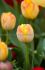 tulipa double late foxy foxtrot 12 cm 100 pbinbox