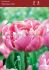 Tulipa Double Late Glamour Girl 12 cm. 100 Loose p.Binbox