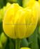 tulipa double late gold rush 12 cm 100 loose pbinbox
