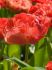 tulipa double late miranda 12 cm 15 quality pkgsx 6