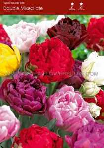 Tulipa Double Late ‘Mix‘ 12/+ cm. (100 Loose p.Binbox) Tulipa Double Late ‘Mix‘ 12/+ cm. (100 Loose p.Binbox)
