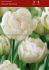 tulipa double late mount tacoma 12 cm 100 pbinbox