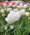 tulipa double late mount tacoma 12 cm 15 quality pkgsx 6