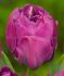 tulipa double late negrita double 12 cm 100 loose pbinbox