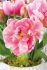 Tulipa Double Late Glamour Girl 12 cm. 100 Loose p.Binbox