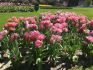 Tulipa Double Late Glamour Girl 12 cm. 100 Loose p.Binbox