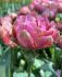 Tulipa Double Late Glamour Girl 12 cm. 100 Loose p.Binbox
