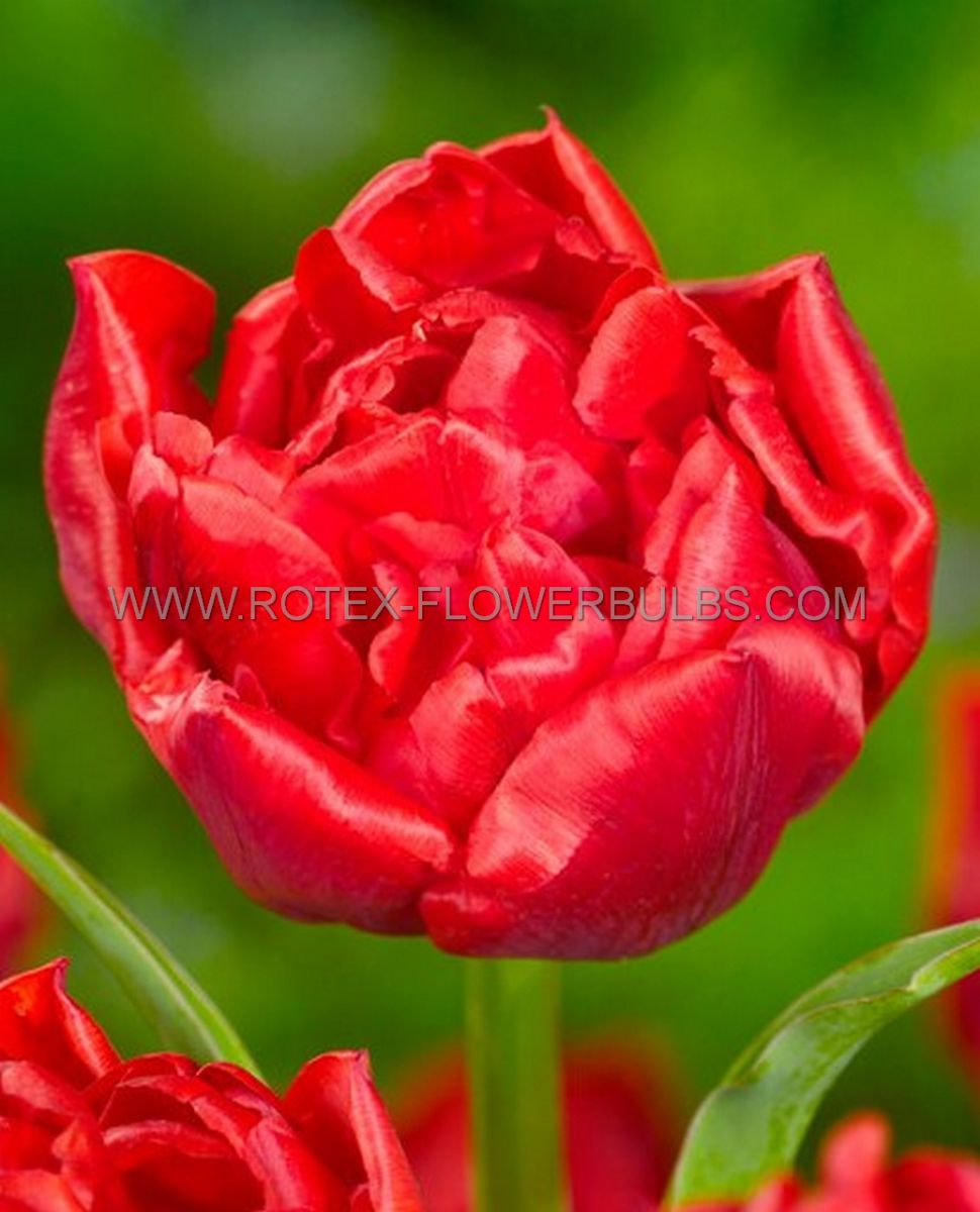 tulipa double late red foxtrot 12 cm 100 pbinbox