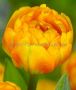 Tulipa Double Late ‘Sunlover‘ 12/+ cm. (100 Loose p.Binbox)