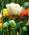 tulipa double late white foxtrot 12 cm 100 loose pbinbox