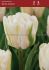 tulipa double late white foxtrot 12 cm 100 loose pbinbox