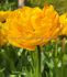 tulipa double late yellow pomponette 12 cm 15 quality pkgsx 6