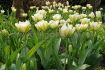 tulipa fosteriana exotic emperor 12 cm 100 pbinbox