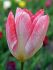 tulipa fosteriana flaming emperor 12 cm 100 pbinbox