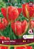 tulipa fosteriana love valley 12 cm 15 quality pkgsx 6