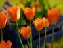 tulipa fosteriana orange emperor 12 cm 100 loose pbinbox