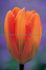 tulipa fosteriana orange emperor 12 cm 500 loose pplastic crate