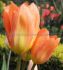 tulipa fosteriana orange emperor 12 cm 500 loose pplastic crate