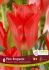 tulipa fosteriana pink emperor 12 cm 15 quality pkgsx 6