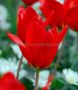 Tulipa Fosteriana ‘Red Emperor‘ 12/+ cm. (100 Loose p.Binbox) Tulipa Fosteriana ‘Red Emperor‘ 12/+ cm. (100 Loose p.Binbox)