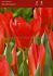 tulipa fosteriana red emperor 12 cm 500 loose pplastic crate