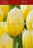 tulipa fosteriana sweetheart 12 cm 100 pbinbox