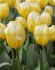 tulipa fosteriana sweetheart 12 cm 15 quality pkgsx 6