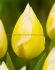 tulipa fosteriana sweetheart 12 cm 15 quality pkgsx 6