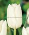 tulipa fosteriana white emperor 12 cm 100 loose pbinbox