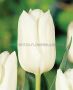 Tulipa Fosteriana ‘White Emperor‘ 12/+ cm. (100 Loose p.Binbox) Tulipa Fosteriana ‘White Emperor‘ 12/+ cm. (100 Loose p.Binbox)