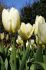 tulipa fosteriana white emperor 12 cm 100 loose pbinbox