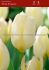 Tulipa Fosteriana White Emperor 12 cm. 100 Loose p.Binbox