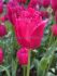 Tulipa Fringed Burgundy Lace 12 cm. 100 Loose p.Binbox