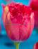 Tulipa Fringed Burgundy Lace 12 cm. 100 Loose p.Binbox