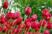 Tulipa Fringed Burgundy Lace 12 cm. 100 Loose p.Binbox