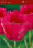 Tulipa Fringed Burgundy Lace 12 cm. 100 Loose p.Binbox