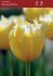 Tulipa Fringed Burning Flame 12 cm. 100 Loose p.Binbox