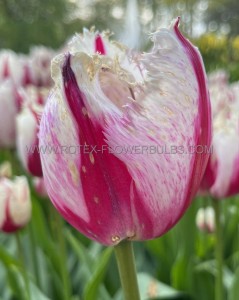 Tulipa Fringed ‘Burning Fire‘ 12/+ cm. (100 Loose p.Binbox)
