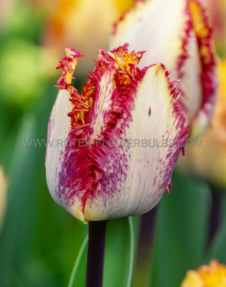 tulipa fringed colour fusion 12 cm 100 pbinbox