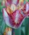 tulipa fringed colour fusion 12 cm 100 pbinbox
