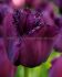 tulipa fringed curly sue 12 cm 100 loose pbinbox