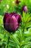 tulipa fringed curly sue 12 cm 100 loose pbinbox