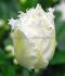 tulipa fringed snow crystal 12 cm 15 pkgsx 6