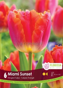 Tulipa Fringed ‘Sunset Miami‘ 12/+ cm. (15 Quality Pkgs.x 6) Tulipa Fringed ‘Sunset Miami‘ 12/+ cm. (15 Quality Pkgs.x 6)