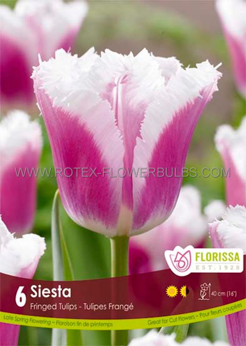 tulipa fringed super siesta 12 cm 15 pkgsx 6
